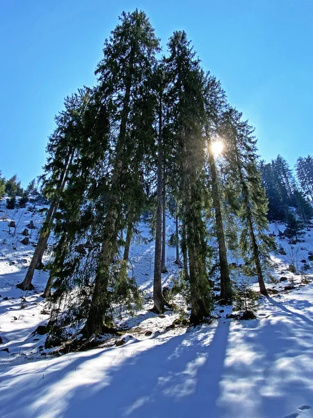Ранняя Весенняя Атмосфера Последние Остатки Зимы Альпийской Долине Айнзидельн Кантон — стоковое фото