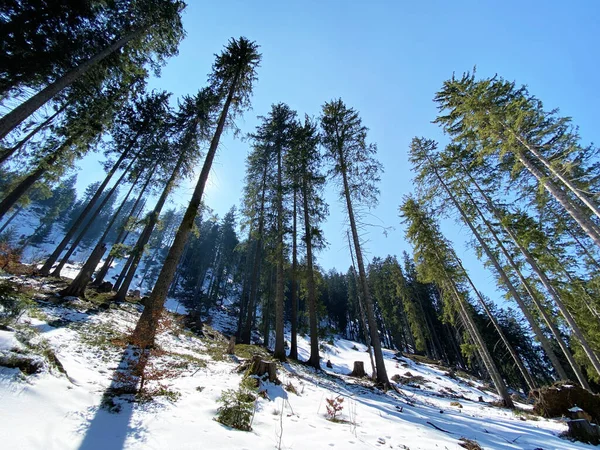 Início Primavera Atmosfera Últimos Vestígios Inverno Vale Alpino Alptal Einsiedeln — Fotografia de Stock