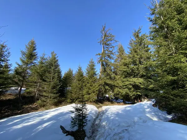 Early Spring Atmosphere Last Remnants Winter Alptal Alpine Valley Einsiedeln — Stock Photo, Image