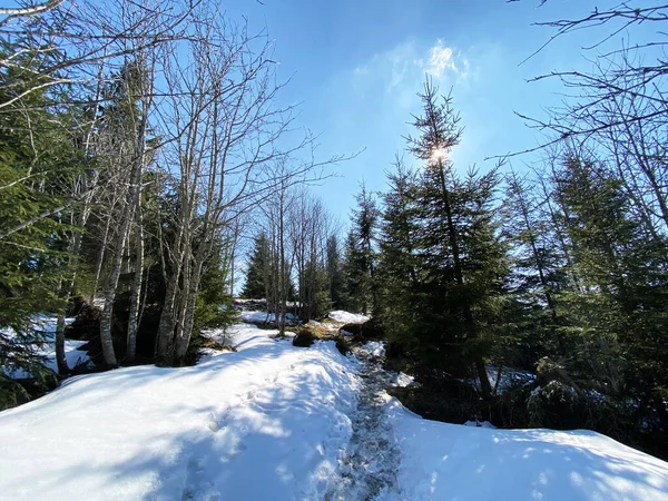 Early Spring Atmosphere Last Remnants Winter Alptal Alpine Valley Einsiedeln — Stock Photo, Image