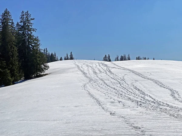 Vestígios Dos Caminhantes Neve Fresca Primavera Nos Alpes Suíços Einsiedeln — Fotografia de Stock