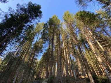 İlkbaharın başlarında gökyüzü ve güneşin yalnız bir ağacın dalları arasından görünüşü, Einsiedeln - Schwyz Kantonu, İsviçre (Schweiz)