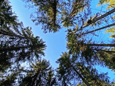 İlkbaharın başlarında gökyüzü ve güneşin yalnız bir ağacın dalları arasından görünüşü, Einsiedeln - Schwyz Kantonu, İsviçre (Schweiz)