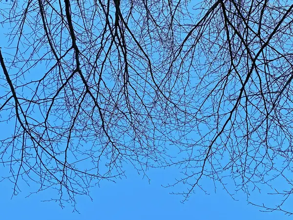 Widok Nieba Słońca Przez Gałęzie Samotnych Drzew Wczesną Wiosną Einsiedeln — Zdjęcie stockowe