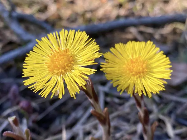 Coltsfoot Tussilago Farfara Huflattich Proljetni Podbjel Konjsko Kopito Ili Bjelokopitnjak — Stock Photo, Image