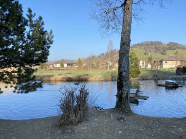 Ördekler ve diğer ilgili su kuşu türleri ile özel bir gölet, Einsiedeln - Schwyz Kantonu, İsviçre (Schweiz)