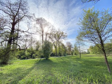 Baharın başlarında gökyüzü ve güneşin tek bir ağacın dallarından görünüşü - Zürih Kantonu veya Zuerich, İsviçre (Schweiz)