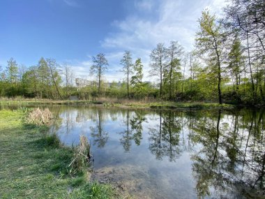 Küçük göller veya göletler boyunca ağaçlarla kaplı bir bahar manzarası ve Glatt Nehri - Zuerich veya Zürih, İsviçre (Schweiz)