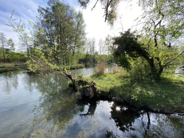 Küçük göller veya göletler boyunca ağaçlarla kaplı bir bahar manzarası ve Glatt Nehri - Zuerich veya Zürih, İsviçre (Schweiz)