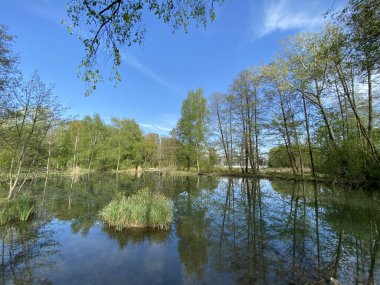 Küçük göller veya göletler boyunca ağaçlarla kaplı bir bahar manzarası ve Glatt Nehri - Zuerich veya Zürih, İsviçre (Schweiz)