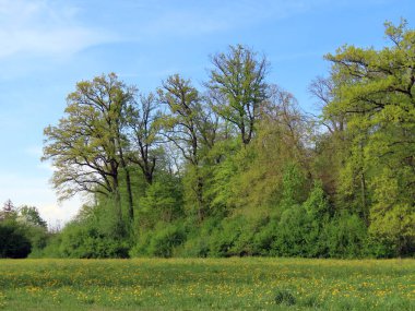 Zuerich ya da Zürih 'teki parklarda bahar manzarası ve eğlence yolları (Schweiz)