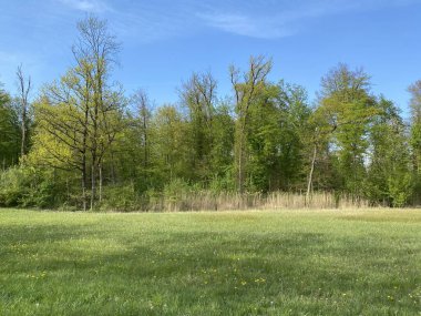 Zuerich ya da Zürih 'teki parklarda bahar manzarası ve eğlence yolları (Schweiz)