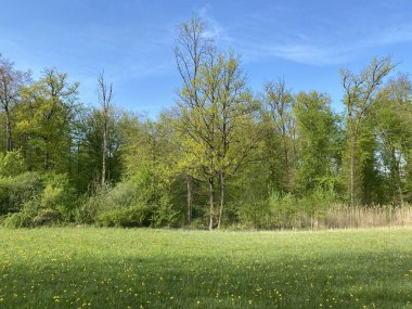 Zuerich ya da Zürih 'teki parklarda bahar manzarası ve eğlence yolları (Schweiz)