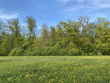 Zuerich ya da Zürih 'teki parklarda bahar manzarası ve eğlence yolları (Schweiz)