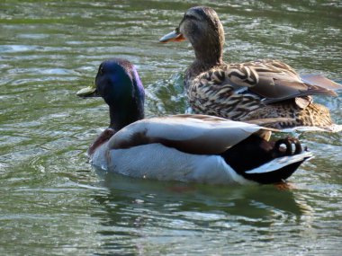 Glatt Nehri kıyısındaki küçük göllerde veya göllerde ördekler - Zuerich veya Zürih, İsviçre (Schweiz)