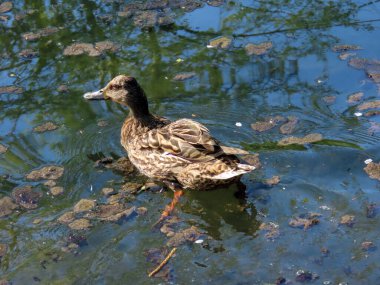 Glatt Nehri kıyısındaki küçük göllerde veya göllerde ördekler - Zuerich veya Zürih, İsviçre (Schweiz)