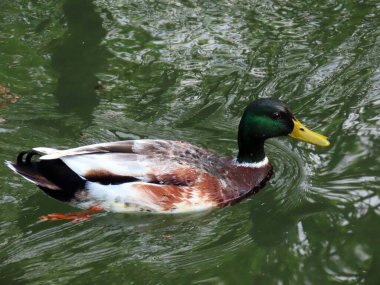 Glatt Nehri kıyısındaki küçük göllerde veya göllerde ördekler - Zuerich veya Zürih, İsviçre (Schweiz)