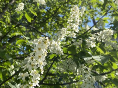Çiçekli meyve ağaçları ve Glatt Nehri boyunca bahar çiçekleri - Zuerich veya Zürih, İsviçre (Schweiz)