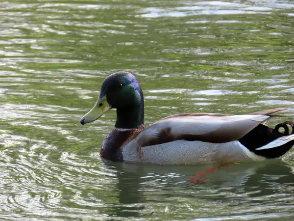 Patos Pequeños Lagos Estanques Largo Del Río Glatt Zuerich Zurich — Foto de Stock