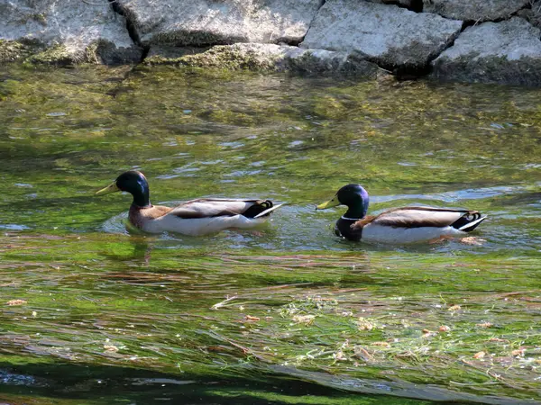 Patos Pequeños Lagos Estanques Largo Del Río Glatt Zuerich Zurich — Foto de Stock