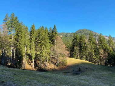Eigental Alp Vadisi 'ndeki tepelerin yamaçlarında karışık ormanlar ve seyreltilmiş ağaçlar, Eigenthal - Lucerne Kantonu, İsviçre (Kanton Luzern, Schweiz)