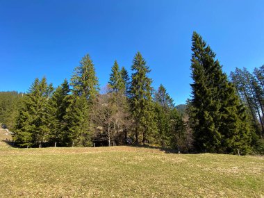 Eigental Alp Vadisi 'ndeki tepelerin yamaçlarında karışık ormanlar ve seyreltilmiş ağaçlar, Eigenthal - Lucerne Kantonu, İsviçre (Kanton Luzern, Schweiz)
