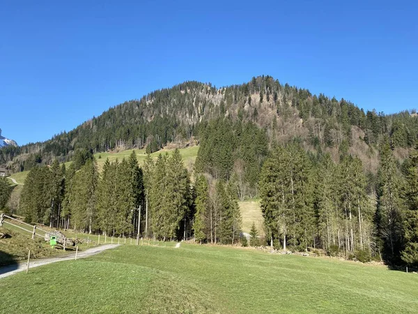 Boschi Misti Alberi Assottigliati Sulle Pendici Delle Colline Della Valle — Foto Stock