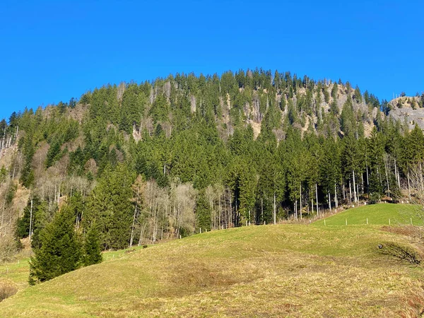 Bosques Mixtos Árboles Diluidos Las Laderas Las Colinas Valle Alpino —  Fotos de Stock