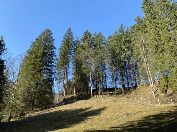 Smíšené Lesy Ztenčené Stromy Svazích Kopců Eigental Alpine Valley Eigenthal — Stock fotografie