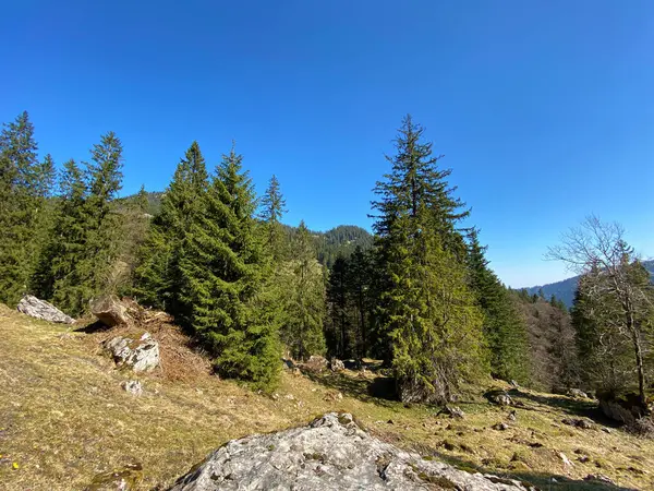 Smíšené Lesy Ztenčené Stromy Svazích Kopců Eigental Alpine Valley Eigenthal — Stock fotografie