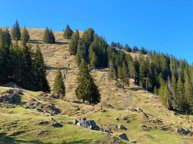 İlkbaharın başlarında Eigental Alp Vadisi 'nin dağlık çayırları ve otlakları, Eigenthal - Lucerne Kantonu, İsviçre (Kanton Luzern, Schweiz)