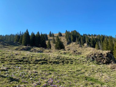 İlkbaharın başlarında Eigental Alp Vadisi 'nin dağlık çayırları ve otlakları, Eigenthal - Lucerne Kantonu, İsviçre (Kanton Luzern, Schweiz)