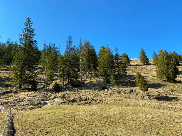 Alpenweiden Graslanden Van Het Hooggebergte Omliggende Heuvels Het Vroege Voorjaar — Stockfoto