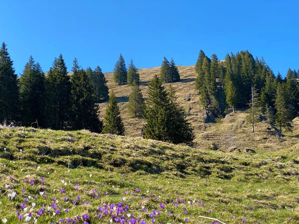 Alpské Pastviny Pastviny Eigentského Alpského Údolí Okolních Kopcích Začátku Jara — Stock fotografie