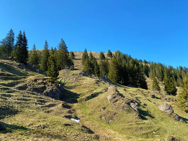Lkbaharın Başlarında Eigental Alp Vadisi Nin Dağlık Çayırları Otlakları Eigenthal — Stok fotoğraf