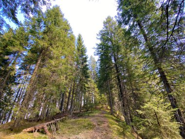 Eigental Alp Vadisi 'nde yürüyüş, yürüyüş, spor ve dinlenme yolları ve Alp Nehri boyunca uzanan Eigenthal Kantonu Lucerne, İsviçre (Kanton Luzern, Schweiz)