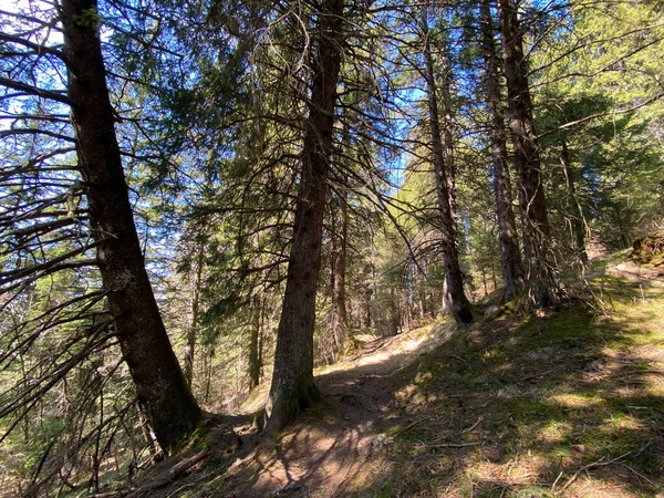 Trails Walking Hiking Sports Recreation Eigental Alpine Valley Alp River — Stock Photo, Image