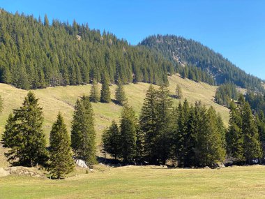 Eigental Alp Vadisi 'ndeki tepelerin yamaçlarındaki Evergreen ormanı veya kozalaklı ağaçlar, Eigenthal - Lucerne Kantonu, İsviçre (Kanton Luzern, Schweiz)