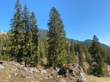 Eigental Alp Vadisi 'ndeki tepelerin yamaçlarındaki Evergreen ormanı veya kozalaklı ağaçlar, Eigenthal - Lucerne Kantonu, İsviçre (Kanton Luzern, Schweiz)