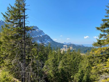 Eigental Alp Vadisi 'ndeki tepelerin yamaçlarındaki Evergreen ormanı veya kozalaklı ağaçlar, Eigenthal - Lucerne Kantonu, İsviçre (Kanton Luzern, Schweiz)