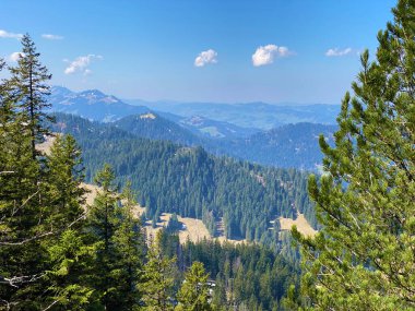 Eigental Alp Vadisi 'ndeki tepelerin yamaçlarındaki Evergreen ormanı veya kozalaklı ağaçlar, Eigenthal - Lucerne Kantonu, İsviçre (Kanton Luzern, Schweiz)