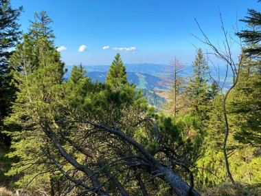 Eigental Alp Vadisi 'ndeki tepelerin yamaçlarındaki Evergreen ormanı veya kozalaklı ağaçlar, Eigenthal - Lucerne Kantonu, İsviçre (Kanton Luzern, Schweiz)
