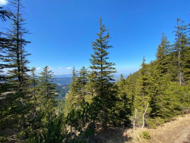 Eigental Alp Vadisi 'ndeki tepelerin yamaçlarındaki Evergreen ormanı veya kozalaklı ağaçlar, Eigenthal - Lucerne Kantonu, İsviçre (Kanton Luzern, Schweiz)
