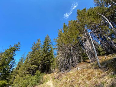 Eigental Alp Vadisi 'ndeki tepelerin yamaçlarındaki Evergreen ormanı veya kozalaklı ağaçlar, Eigenthal - Lucerne Kantonu, İsviçre (Kanton Luzern, Schweiz)