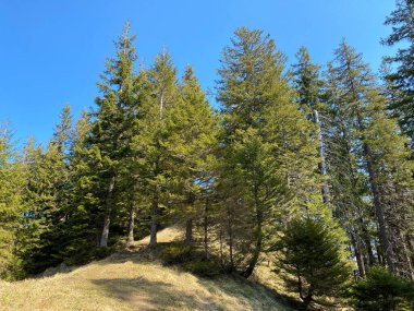 Eigental Alp Vadisi 'ndeki tepelerin yamaçlarındaki Evergreen ormanı veya kozalaklı ağaçlar, Eigenthal - Lucerne Kantonu, İsviçre (Kanton Luzern, Schweiz)