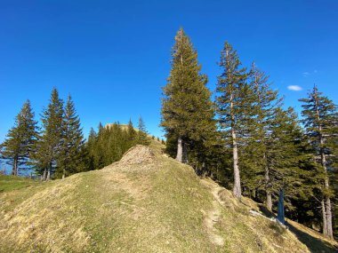 Eigental Alp Vadisi 'ndeki tepelerin yamaçlarındaki Evergreen ormanı veya kozalaklı ağaçlar, Eigenthal - Lucerne Kantonu, İsviçre (Kanton Luzern, Schweiz)