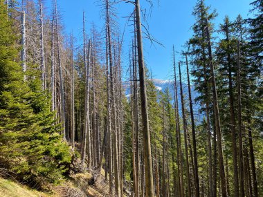 Eigental Alp Vadisi 'ndeki tepelerin yamaçlarındaki Evergreen ormanı veya kozalaklı ağaçlar, Eigenthal - Lucerne Kantonu, İsviçre (Kanton Luzern, Schweiz)