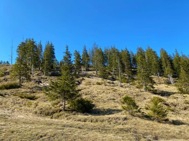 Eigental Alp Vadisi 'ndeki tepelerin yamaçlarındaki Evergreen ormanı veya kozalaklı ağaçlar, Eigenthal - Lucerne Kantonu, İsviçre (Kanton Luzern, Schweiz)