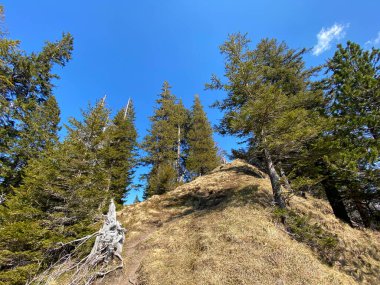 Eigental Alp Vadisi 'ndeki tepelerin yamaçlarındaki Evergreen ormanı veya kozalaklı ağaçlar, Eigenthal - Lucerne Kantonu, İsviçre (Kanton Luzern, Schweiz)