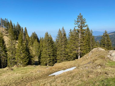 Eigental Alp Vadisi 'ndeki tepelerin yamaçlarındaki Evergreen ormanı veya kozalaklı ağaçlar, Eigenthal - Lucerne Kantonu, İsviçre (Kanton Luzern, Schweiz)